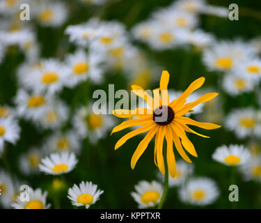 Cône jaune fleur, Rudbeckia hirta, debout au-dessus de marguerite blanche fleurs dans le jardin. Banque D'Images