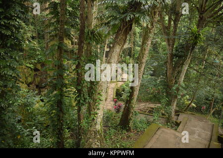 Petite forêt d'arbres et de roches couvertes par l'intérieur de porte-musc Goa Gajah Ubud à proximité du sanctuaire à Bali, Indonésie Banque D'Images