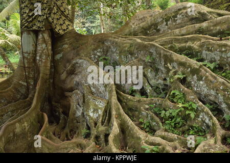 Banyan Tree roots grandit en Goa Gajah sanctuaire dans Bali, Indonésie Banque D'Images