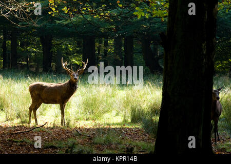 L'Europe, l'Allemagne, région du Sauerland, Arnsberg, Cerf (Cervus elaphus) au Wildlife park Vosswinkel. Europa, Deutschland, Sauerland, Arnsberg, Rothirs Banque D'Images