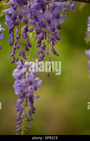 Fleurs de glycine mauve contre fond vert Banque D'Images