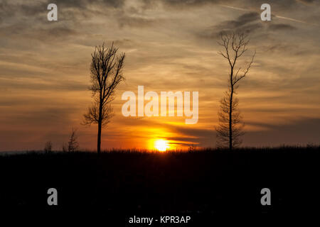 Magnifique coucher de soleil derrière un bouquet d'arbres Banque D'Images