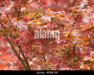 Red Maple acer tree Banque D'Images