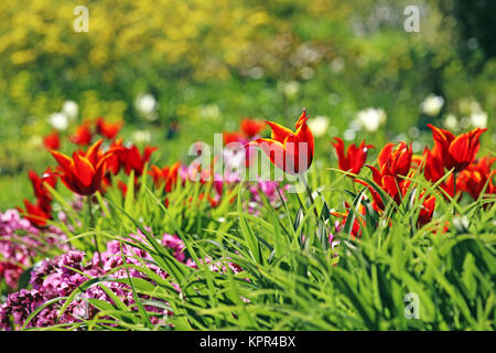 Lily-flowered tulip tulipa reine de Saba Banque D'Images