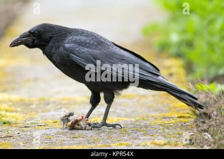 Mange une souris Raven raven / mange une souris Banque D'Images