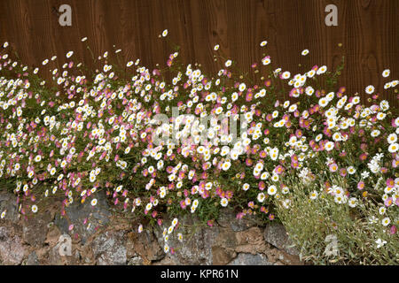 pâquerette espagnole (erigeron karvinskianus) angleterre Banque D'Images