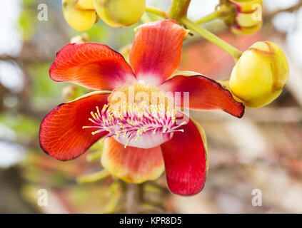 Cannon Ball ou Sal de fleurs en Inde Banque D'Images