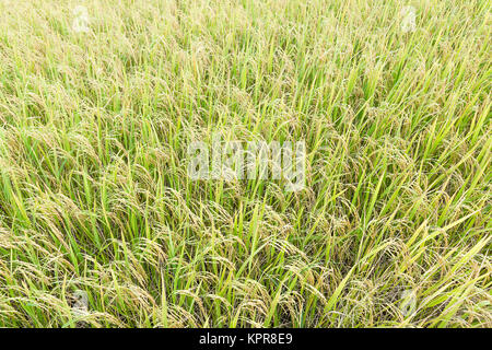 Close up haut afficher les champs de riz Banque D'Images