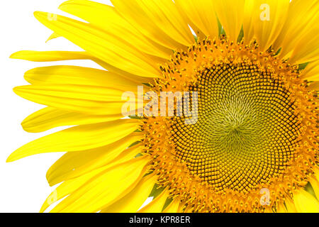 Libre de tournesol jaune isolé sur fond d'écriture Banque D'Images