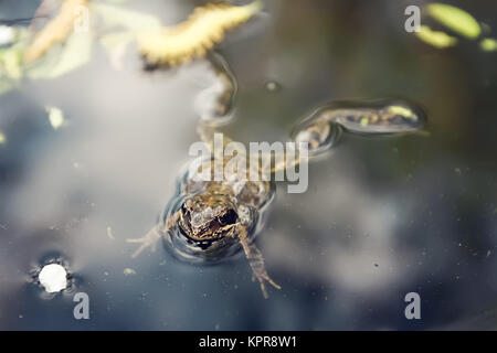 Grenouille dans un étang Banque D'Images