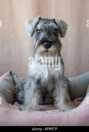 Schnauzer Mini portrait Banque D'Images