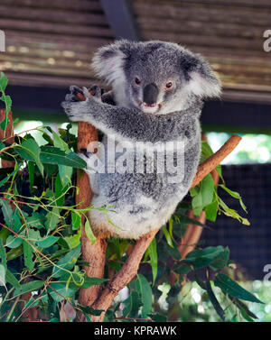 Koala (Phascularctos cinereus), au sanctuaire de Lone Pine. Brisbane, Australie Banque D'Images