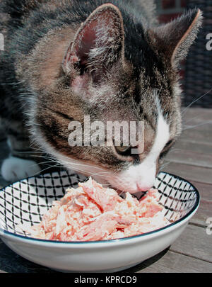 Le chat mange de la nourriture fraîche pour chats Banque D'Images