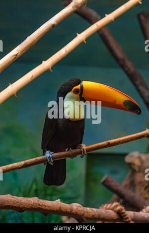 Toco Ramphastos toco toucan ou siège sur branch Banque D'Images