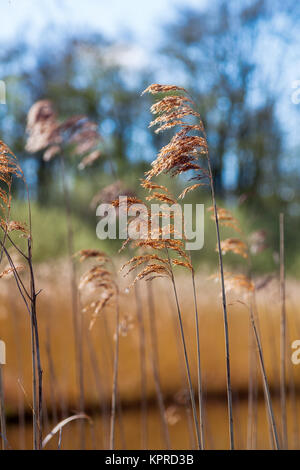 Reed chez une plaine aux Pays-Bas Banque D'Images