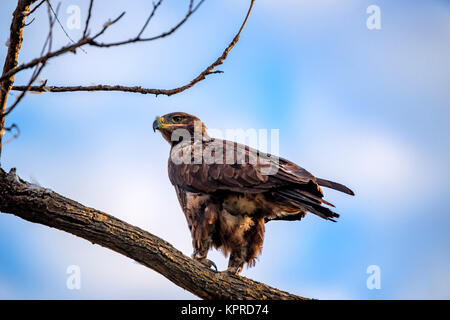 Aquila nipalensis steppe eagle ou est assis sur un arbre Banque D'Images