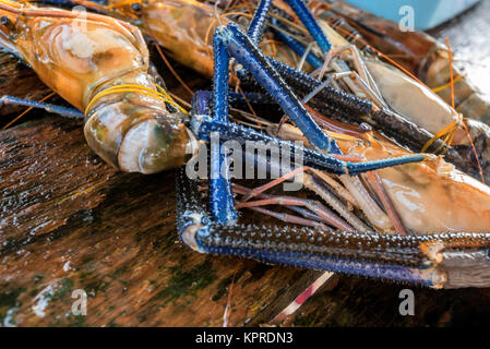 Crevettes géantes d'eau douce crus Banque D'Images