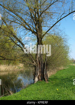 En saule creux amper Banque D'Images