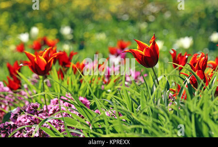 Lily fleur tulipe Tulipa reine de Saba Banque D'Images