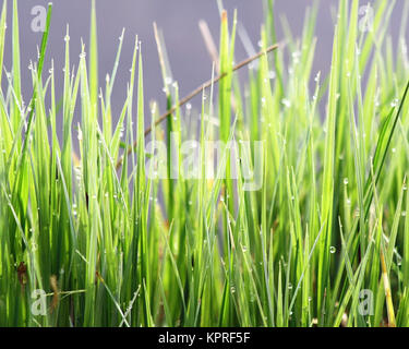 Lames de l'herbe verte avec de minuscules gouttes de rosée au petit matin Banque D'Images