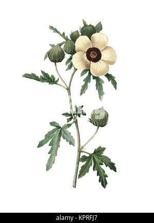 Illustration du XIXe siècle d'un hibiscus trionum, également appelé fleur-d'une-heure, hibiscus de vessie, ketmia de vessie, mauvaise herbe de vessie, fleur de l'heure, mo Banque D'Images