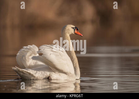 Cygne muet Banque D'Images