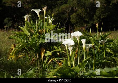 Lis calla blancs sauvages poussant dans la prairie, le Panama Banque D'Images