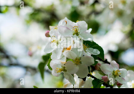 Branche de l'arbre en fleurs-apple close up Banque D'Images