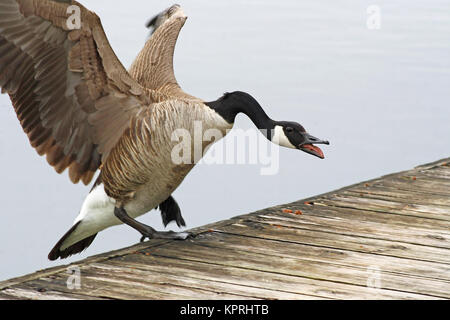 Canada Goose landing agressive sur le bord d'une jetée en bois Banque D'Images