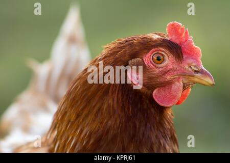 Poulet brun / poulet brun Banque D'Images