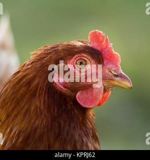 Poulet brun / poulet brun Banque D'Images