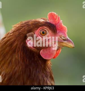 Poulet brun / poulet brun Banque D'Images