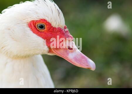 Portrait d'une femelle canard verrue Banque D'Images