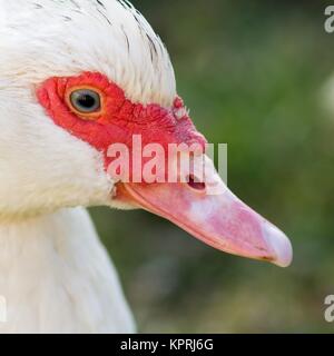 Portrait d'une femelle canard verrue Banque D'Images