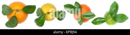 Sammlung Orangen Mandarinen Zitronen in einer Reihe von oben Früchte Freisteller freigestellt isoliert vor einem weissen Hintergrund Banque D'Images