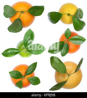 Sammlung Orangen Zitronen Mandarinen von oben Früchte Freisteller Pamplemousse freigestellt isoliert vor einem weissen Hintergrund Banque D'Images