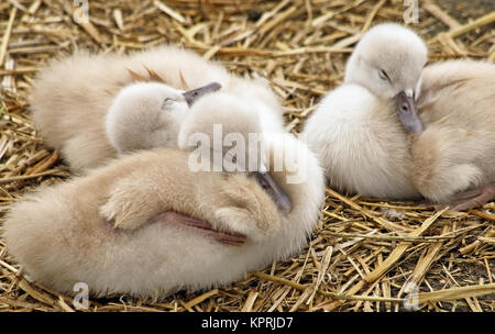 Adorable bébé de 5 jours les cygnes tuberculés niché et confortable ensemble dans leur nid Banque D'Images