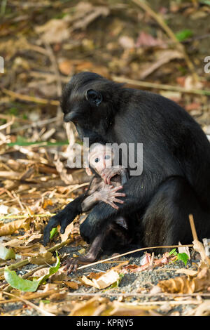 Macaque à crête de Célèbes, Sulawesi, Indonésie Banque D'Images