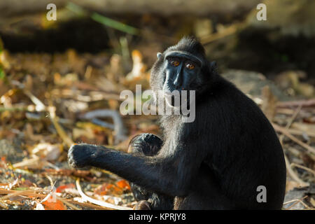 Macaque à crête de Célèbes, Sulawesi, Indonésie Banque D'Images