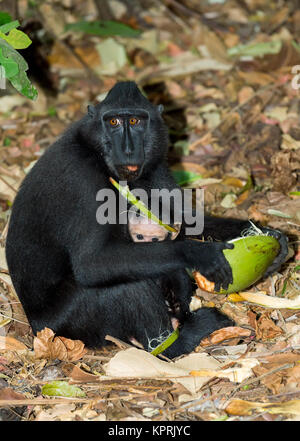 Macaque à crête de Célèbes, Sulawesi, Indonésie Banque D'Images