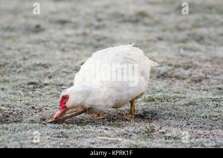 Portrait d'une femelle canard verrue Banque D'Images