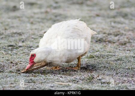 Portrait d'une femelle canard verrue Banque D'Images