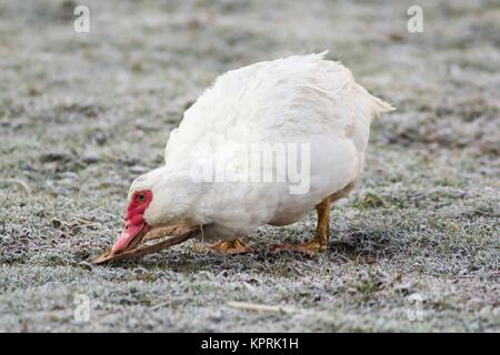 Portrait d'une femelle canard verrue Banque D'Images