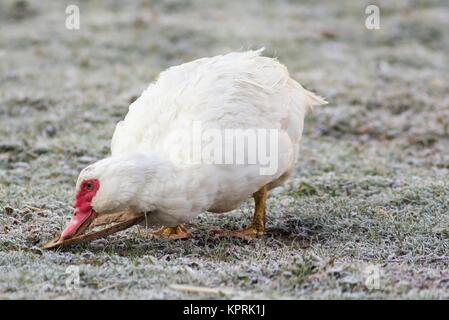 Portrait d'une femelle canard verrue Banque D'Images