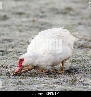 Portrait d'une femelle canard verrue Banque D'Images