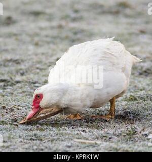 Portrait d'une femelle canard verrue Banque D'Images