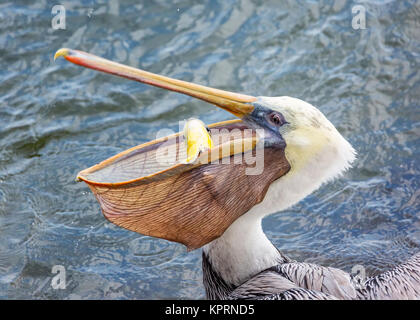 Un pélican mange un poisson pour le déjeuner. Image en couleur, Jour Banque D'Images