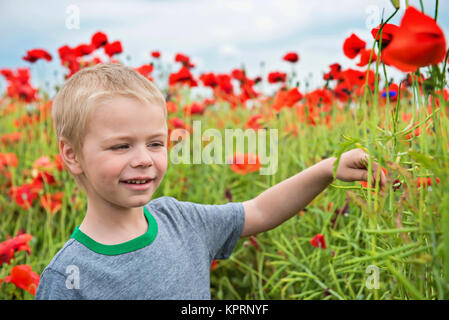 Cute boy in field with red poppies Banque D'Images