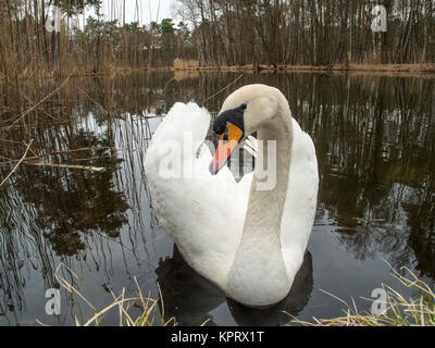 Seul le cygne tuberculé (Cygnus olor) sur une petite forêt Lake dans le Brandebourg / Allemagne Banque D'Images