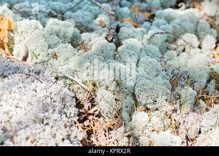 Plan Macro sur renne blanc moss Banque D'Images